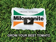 Growing Your Best Tomato